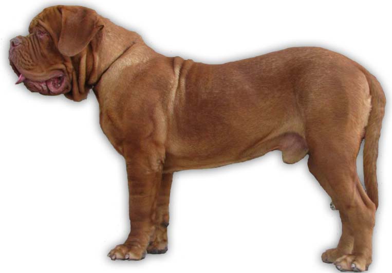 Dogue De Bordeaux