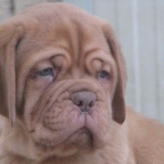 Cuccioli Dogue De Bordeaux
