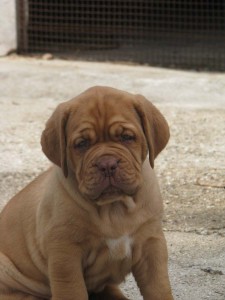 Allevamento Dogue De Bordeaux