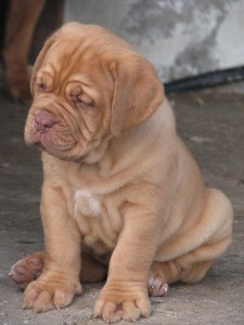 Allevamento Dogue De Bordeaux