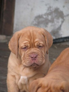 Allevamento Dogue De Bordeaux