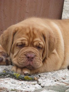 Allevamento Dogue De Bordeaux