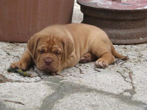 Allevamento Dogue De Bordeaux