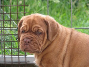 Allevamento Dogue De Bordeaux