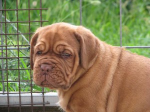 Allevamento Dogue De Bordeaux