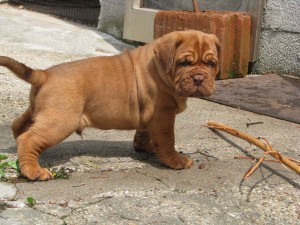 Allevamento Dogue De Bordeaux