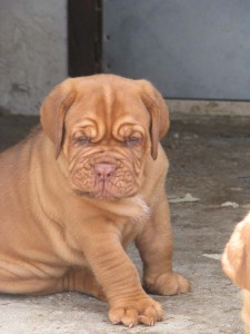 Allevamento Dogue De Bordeaux