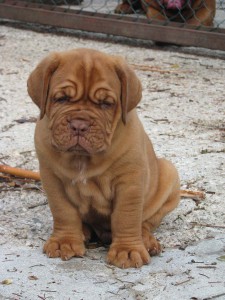 Allevamento Dogue De Bordeaux