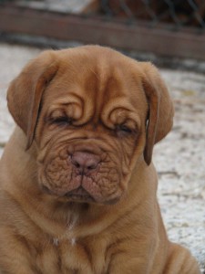 Allevamento Dogue De Bordeaux