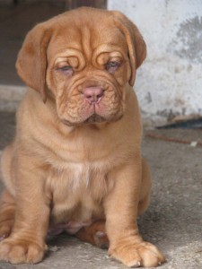 Allevamento Dogue De Bordeaux