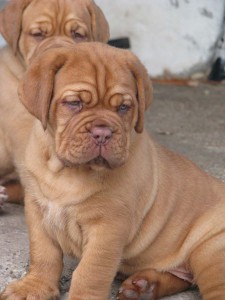 Allevamento Dogue De Bordeaux