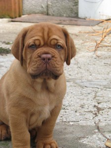 Allevamento Dogue De Bordeaux