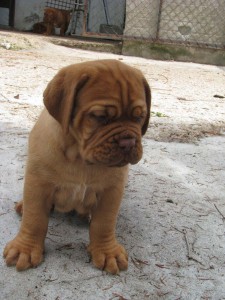 Allevamento Dogue De Bordeaux