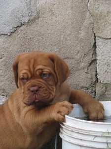 Allevamento Dogue De Bordeaux