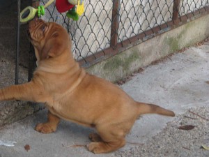 Allevamento Dogue De Bordeaux