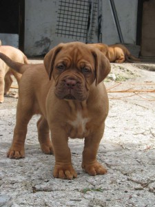 Allevamento Dogue De Bordeaux