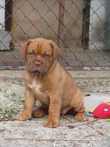 Allevamento Dogue De Bordeaux