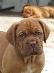 Allevamento Dogue De Bordeaux