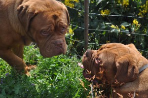 Dogue De Bordeaux