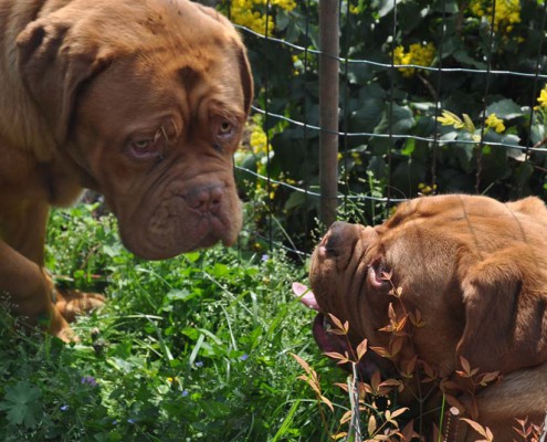 Dogue De Bordeaux