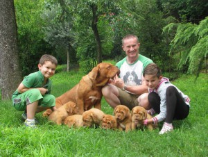 Cuccioli Dogue De Bordeaux