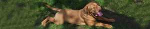 Dogue De Bordeaux