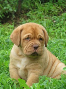 Allevamento Dogue De Bordeaux