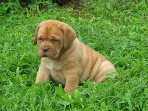 Cuccioli Dogue De Bordeaux