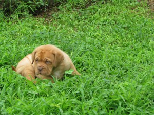 Cuccioli Dogue De Bordeaux