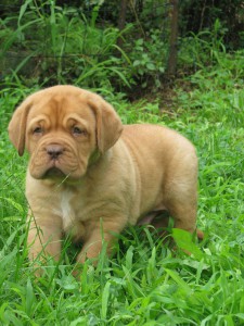 Cuccioli Dogue De Bordeaux