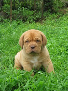 Cuccioli Dogue De Bordeaux