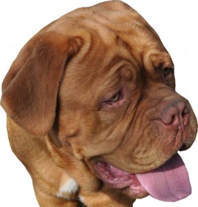 Allevamento Dogue De Bordeaux