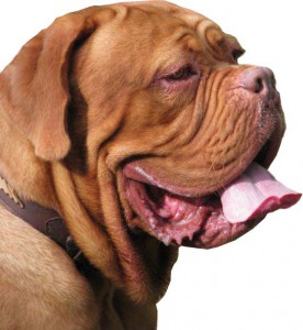 Cuccioli Dogue De Bordeaux