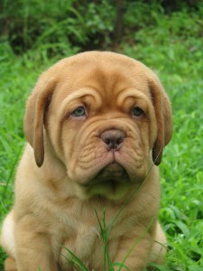 Cuccioli Dogue De Bordeaux