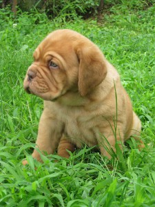 Cuccioli Dogue De Bordeaux