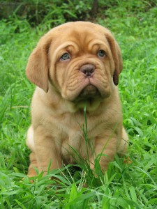 Cuccioli Dogue De Bordeaux