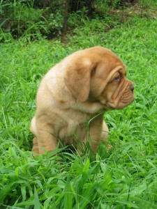 Cuccioli Dogue De Bordeaux