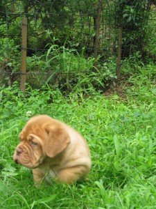 Cuccioli Dogue De Bordeaux