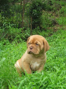 Cuccioli Dogue De Bordeaux