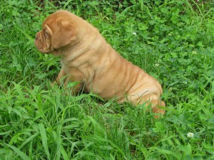 Cuccioli Dogue De Bordeaux