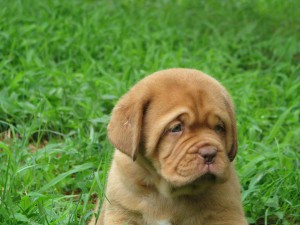 Cuccioli Dogue De Bordeaux