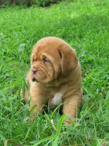 Cuccioli Dogue De Bordeaux