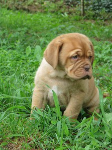 Cuccioli Dogue De Bordeaux