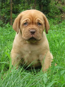 Cuccioli Dogue De Bordeaux