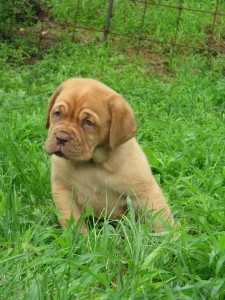 Cuccioli Dogue De Bordeaux