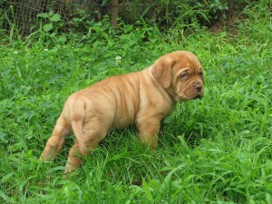 Cuccioli Dogue De Bordeaux