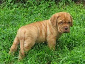 Cuccioli Dogue De Bordeaux