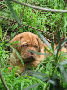 Cuccioli Dogue De Bordeaux