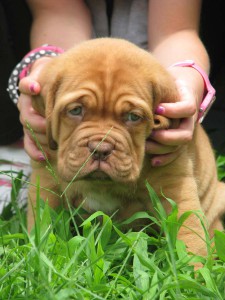 Cuccioli Dogue De Bordeaux