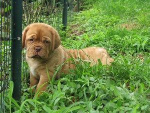 Cuccioli Dogue De Bordeaux